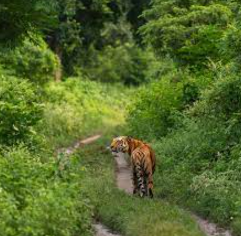 हैदराबाद में जंगलों की कटाई
